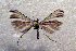  ( - ABOL-Bioblitz21-0330)  @11 [ ] CC BY-SA (2021) Rupp, Thomas Unspecified