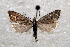  (Dichrorampha dentivalva - ABOL-Bioblitz21-0337)  @11 [ ] CC BY-SA (2021) Rupp, Thomas Unspecified