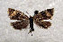  ( - ABOL-BioBlitz21-0339)  @11 [ ] CC BY-SA (2021) Rupp, Thomas Unspecified