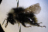  ( - ABOL-Bioblitz21-0355)  @11 [ ] CC BY-SA (2021) Rupp, Thomas Unspecified