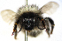  ( - ABOL-Bioblitz21-0355)  @11 [ ] CC BY-SA (2021) Rupp, Thomas Unspecified