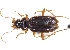  (Pogonophorus - ABOL-BioBlitz21-0390)  @11 [ ] Unspecified (default): All Rights Reserved (2024) Werner Hinterstoisser Unspecified