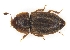  ( - ABOL-BioBlitz21-0391)  @11 [ ] Unspecified (default): All Rights Reserved (2024) Werner Hinterstoisser Unspecified