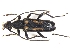  ( - ABOL-BioBlitz21-0396)  @11 [ ] Unspecified (default): All Rights Reserved (2024) Werner Hinterstoisser Unspecified