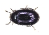  ( - ABOL-BioBlitz21-0398)  @11 [ ] Unspecified (default): All Rights Reserved (2024) Werner Hinterstoisser Unspecified