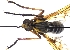  ( - ABOL-BioBlitz21-0400)  @11 [ ] Unspecified (default): All Rights Reserved (2024) Werner Hinterstoisser Unspecified