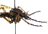  ( - ABOL-BioBlitz21-0400)  @11 [ ] Unspecified (default): All Rights Reserved (2024) Werner Hinterstoisser Unspecified