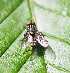  ( - ABOL-BioBlitz22-0058)  @11 [ ] CC-BY-SA (2023) Timaeus private