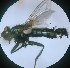  ( - ABOL-BioBlitz23-0003)  @11 [ ] CC BY (2023) L. Timaeus private