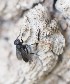  ( - ABOL-BioBlitz23-0011)  @11 [ ] CC BY (2023) L. Timaeus private
