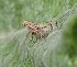  ( - ABOL-BioBlitz23-0012)  @11 [ ] CC BY (2023) L. Timaeus private