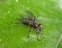  ( - ABOL-BioBlitz23-0016)  @11 [ ] CC BY (2023) L. Timaeus private