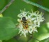  ( - ABOL-BioBlitz23-0231)  @11 [ ] CC BY (2023) L. Timaeus private