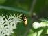  ( - ABOL-BioBlitz23-0231)  @11 [ ] CC BY (2023) L. Timaeus private