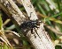  ( - ABOL-BioBlitz23-0259)  @11 [ ] CC BY (2023) L. Timaeus private