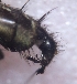  ( - ABOL-BioBlitz23-0259)  @11 [ ] CC BY (2023) L. Timaeus private