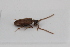 ( - ABOL-BioBlitz23-0461)  @11 [ ] Unspecified (default): All Rights Reserved (2024) Elisabeth Glatzhofer Unspecified