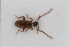  ( - ABOL-BioBlitz23-0461)  @11 [ ] Unspecified (default): All Rights Reserved (2024) Elisabeth Glatzhofer Unspecified