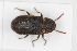  ( - ABOL-BioBlitz23-0462)  @11 [ ] Unspecified (default): All Rights Reserved (2024) Elisabeth Glatzhofer Unspecified