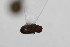  ( - ABOL-BioBlitz23-0463)  @11 [ ] Unspecified (default): All Rights Reserved (2024) Elisabeth Glatzhofer Unspecified