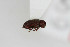 ( - ABOL-BioBlitz23-0463)  @11 [ ] Unspecified (default): All Rights Reserved (2024) Elisabeth Glatzhofer Unspecified