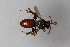  ( - ABOL-BioBlitz23-0268)  @11 [ ] CC BY (2023) S. Schoder Natural History Museum Vienna, Research Collection