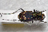  ( - ABOL-BioBlitz23-0481)  @11 [ ] CC BY (2023) T. Polt private