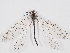  ( - ABOL-RefDat-2024-Szucsich-Lobau-0018)  @11 [ ] Unspecified (default): All Rights Reserved (2025) Naturhistorisches Museum Wien Unspecified