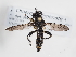  ( - ABOL-Tettris-2024-Szucsich-LeoBg-0004)  @11 [ ] Unspecified (default): All Rights Reserved (2025) Naturhistorisches Museum Wien Unspecified