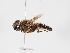  ( - ABOL-Tettris-2024-Szucsich-LeoBg-0005)  @11 [ ] Unspecified (default): All Rights Reserved (2025) Naturhistorisches Museum Wien Unspecified