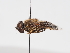  ( - ABOL-Tettris-2024-Szucsich-LeoBg-0015)  @11 [ ] Unspecified (default): All Rights Reserved (2025) Naturhistorisches Museum Wien Unspecified