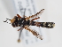 ( - ABOL-Tettris-2024-Szucsich-LeoBg-0017)  @11 [ ] Unspecified (default): All Rights Reserved (2025) Naturhistorisches Museum Wien Unspecified