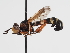  ( - ABOL-Tettris-2024-Szucsich-LeoBg-0017)  @11 [ ] Unspecified (default): All Rights Reserved (2025) Naturhistorisches Museum Wien Unspecified