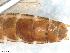  (Leuctra astridae - ABOL-Z10)  @11 [ ] CC-BY (2024) Teufl Pia Unspecified