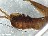  (Capnia vidua rilensis - ABOL-Z15)  @11 [ ] CC-BY (2024) Teufl Pia Unspecified