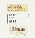  (Anchoscelis luteogrisea complex - NHMW2.Lep.0141)  @11 [ ] Unspecified (default): All Rights Reserved (2025) P. Huemer Unspecified
