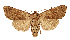  (Anchoscelis turcomanica - NHMW2.Lep.0155)  @11 [ ] Unspecified (default): All Rights Reserved (2025) P. Huemer Unspecified