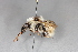  ( - ABOL-Bioblitz 2020-0030)  @11 [ ] CC-BY-SA (2021) Streinzer M. privat
