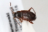  (Choleva cisteloides - ABOL-24-0944)  @11 [ ] Unspecified (default): All Rights Reserved (2024) Sebastian Ploner Unspecified