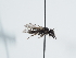  ( - ABOL-BioBlitz 2021 HT21-S019)  @11 [ ] CC BY SA (2021) Schoder S. Natural history museum, Vienna