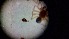  ( - ABOL-24-1342)  @11 [ ] Unspecified (default): All Rights Reserved (2025) Johannes Schall Unspecified