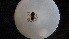  ( - ABOL-24-1343)  @11 [ ] Unspecified (default): All Rights Reserved (2025) Johannes Schall Unspecified
