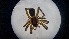  (Dysdera moravica - ABOL-24-1353)  @11 [ ] Unspecified (default): All Rights Reserved (2025) Johannes Schall Unspecified