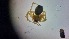  (Piratula knorri - ABOL-24-1354)  @11 [ ] Unspecified (default): All Rights Reserved (2025) Johannes Schall Unspecified