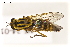  (Thereva frontalis - NF-24-013)  @11 [ ] Unspecified (default): All Rights Reserved (2024) Natural history museum Vienna Unspecified