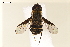 (Exhyalanthrax - NF-24-016)  @11 [ ] Unspecified (default): All Rights Reserved (2024) Natural history museum Vienna Unspecified