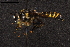  ( - NF-24-030)  @11 [ ] Unspecified (default): All Rights Reserved (2024) Natural history museum Vienna Unspecified