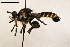  ( - NF-24-030)  @11 [ ] Unspecified (default): All Rights Reserved (2024) Natural history museum Vienna Unspecified
