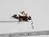  (Pristomerus armatus - ABOL-24-1633)  @11 [ ] Unspecified (default): All Rights Reserved (2024) Natural history museum Vienna Unspecified