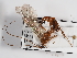  ( - ABOL-24-1637)  @11 [ ] Unspecified (default): All Rights Reserved (2024) Natural history museum Vienna Unspecified